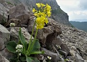 79 Primula orecchia d'orso (Primula auricula)